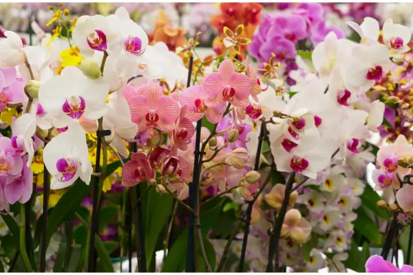 Como Cuidar de Orquídeas: Passo a Passo para Iniciantes