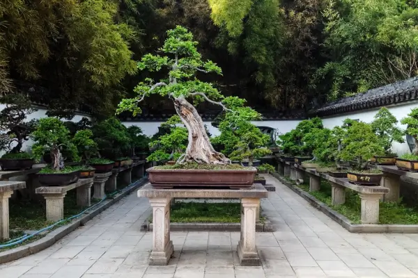 Bonsai Significados: O Que Essas Pequenas Árvores Simbolizam